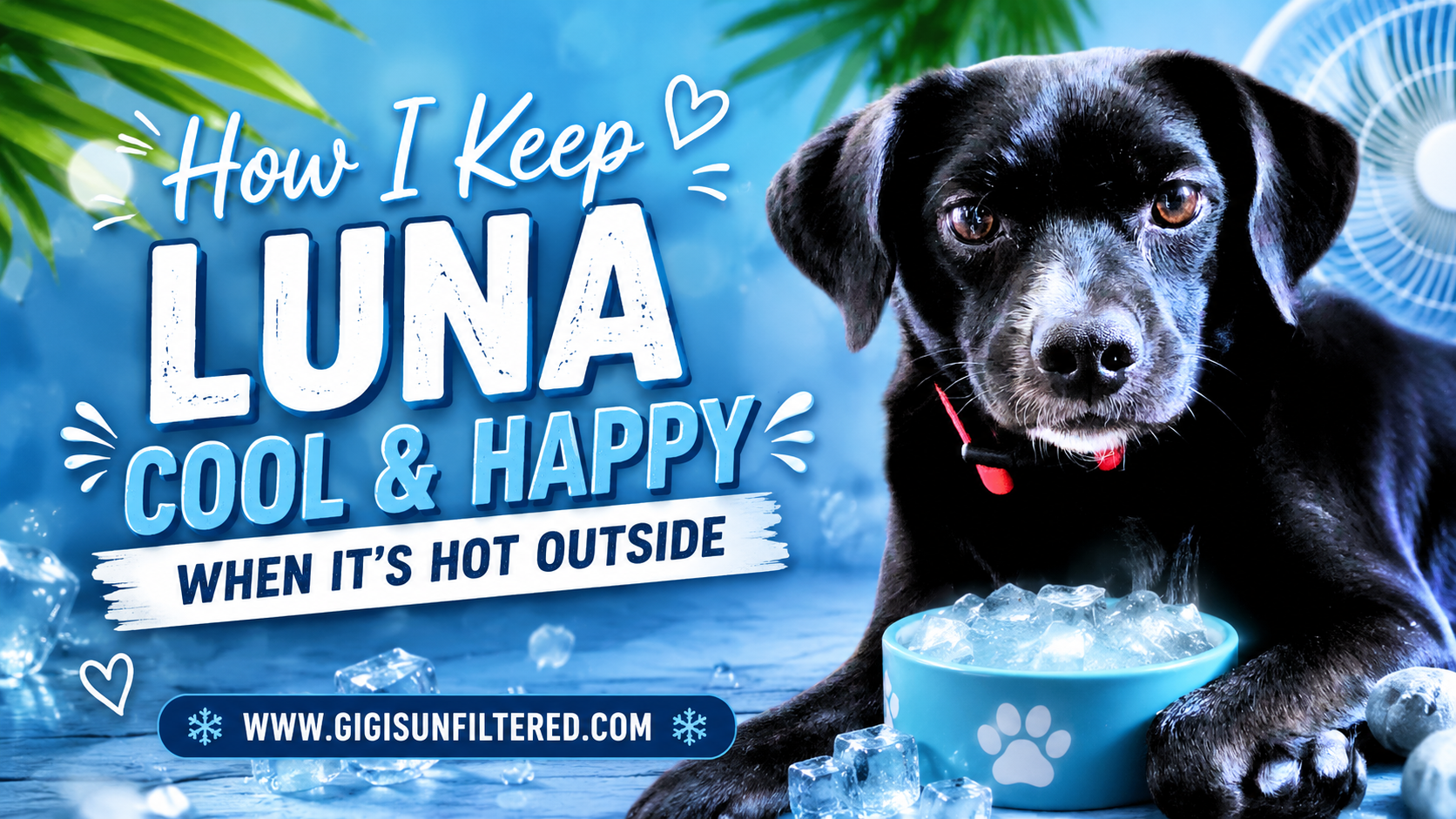 How I Keep Luna Cool and Happy When It’s Hot Outside